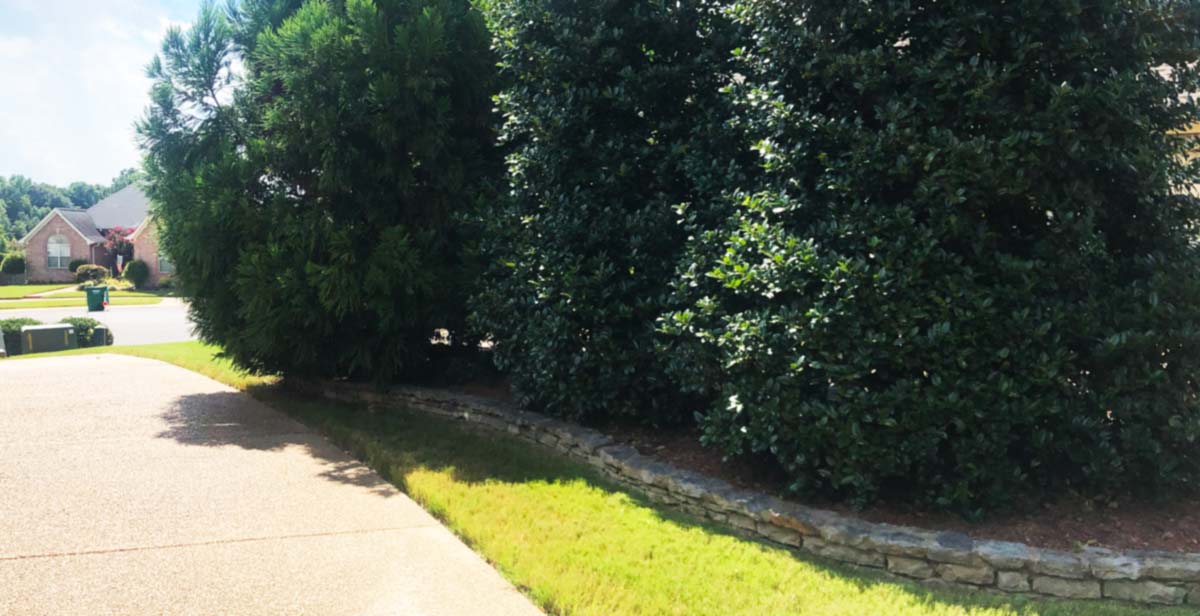 Shrub and Tree Care Green Meadow Lawn Spray