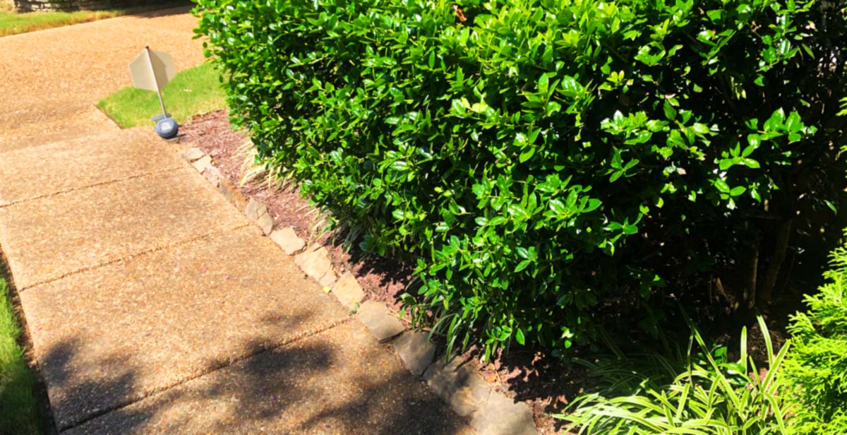 Shrub Bed PreEmergent Decrease Weeds In Your Shrub Beds
